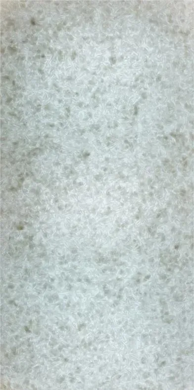 Lucento - 10406