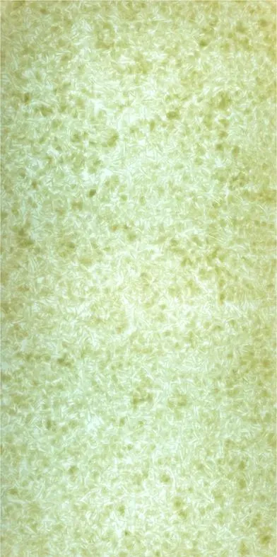 Lucento - 10407